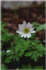 Anemone